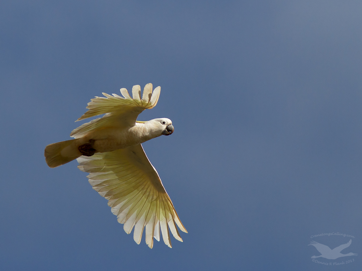Sulfur-crested Cockatoo