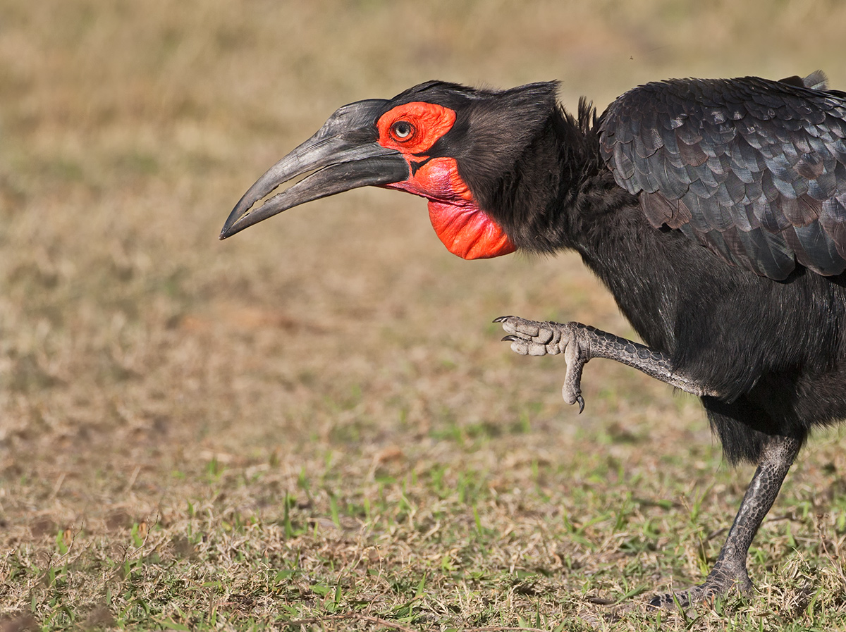 Southern Ground Hornbill