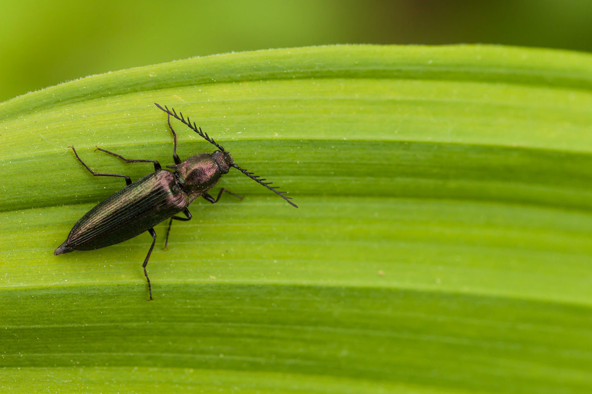 Click beetle 