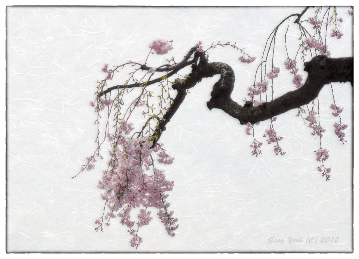 Sakura III + repost