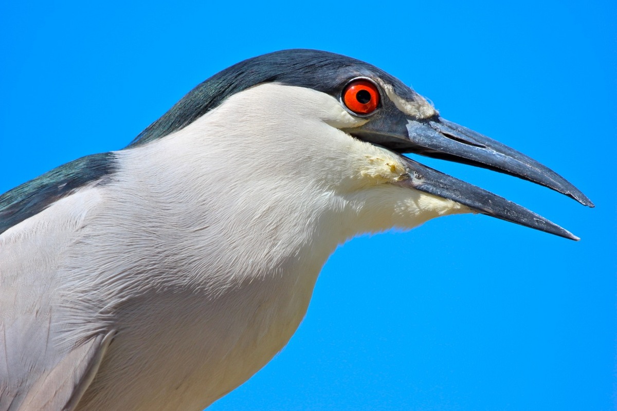 Heron portrait
