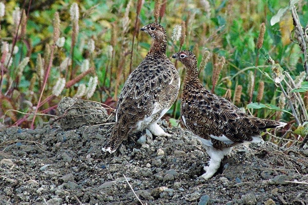 ptarmigan 