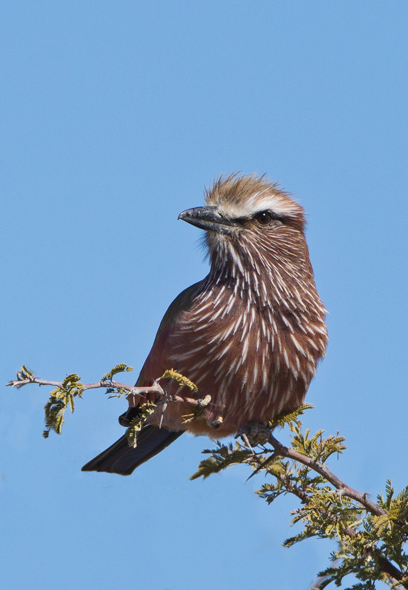 Purple Roller