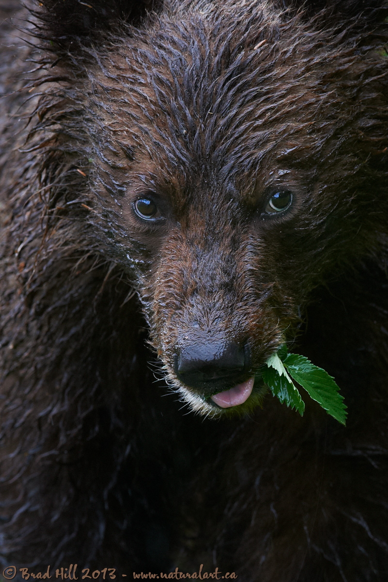 Wet Behind the Ears!