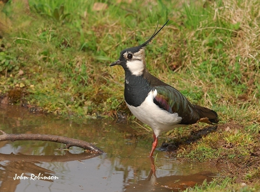 Lapwing