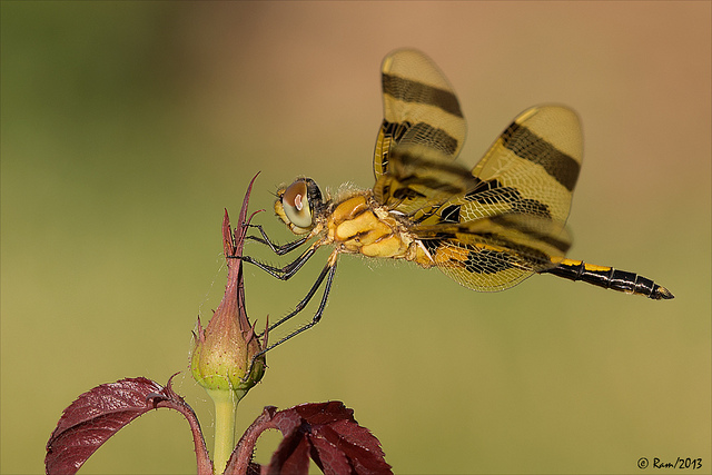 Halloween Pennant