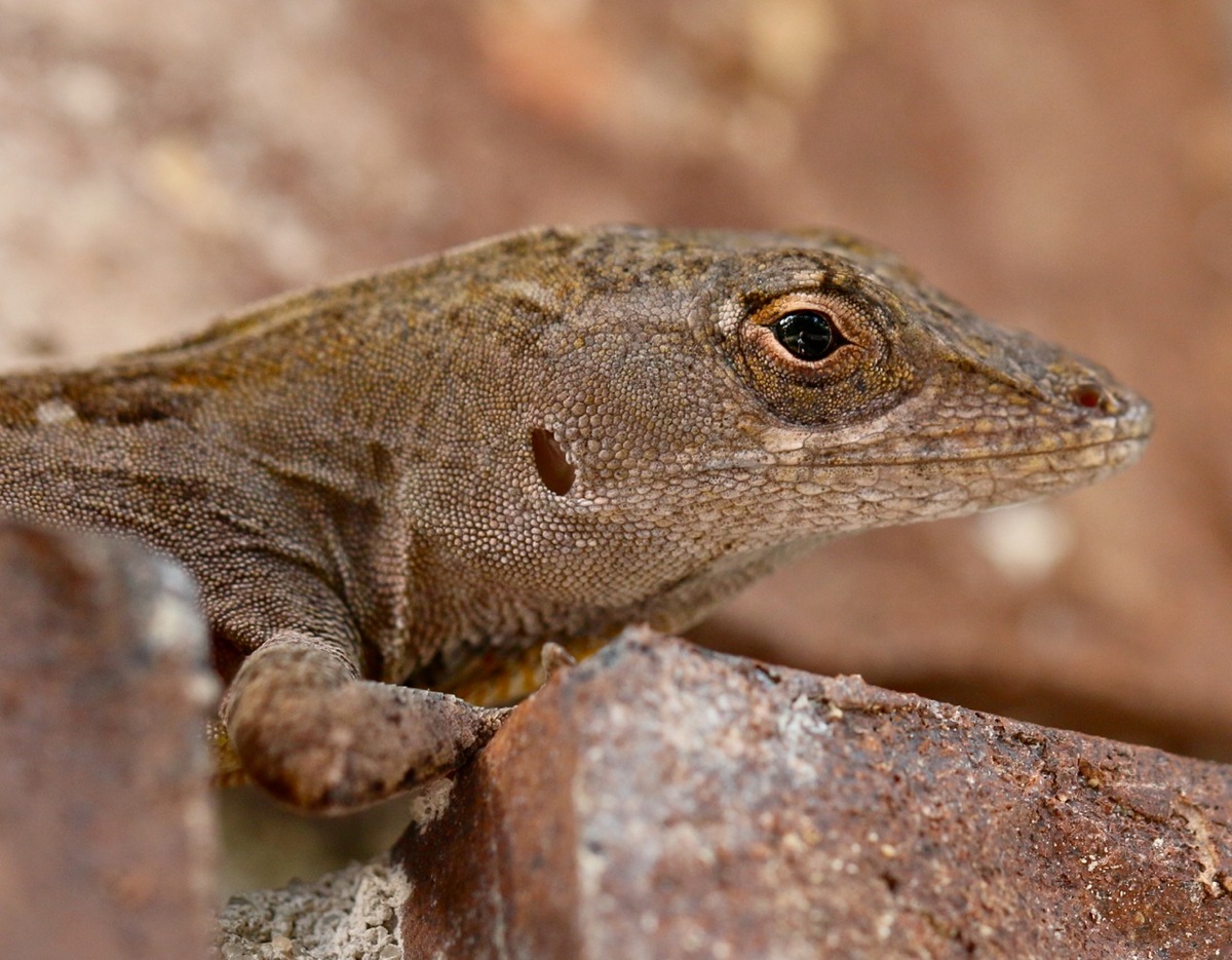 Lizard resident