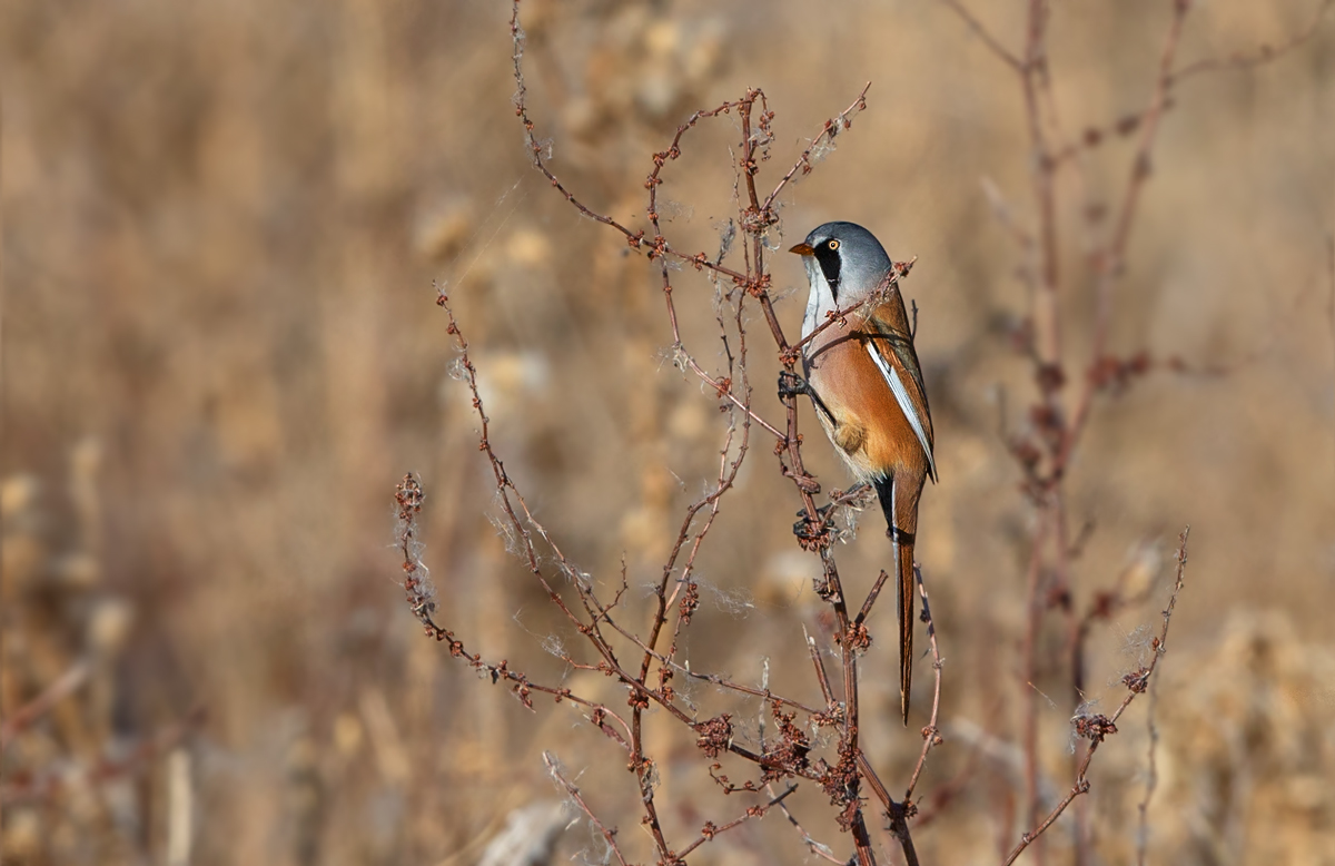 Bearded tit 