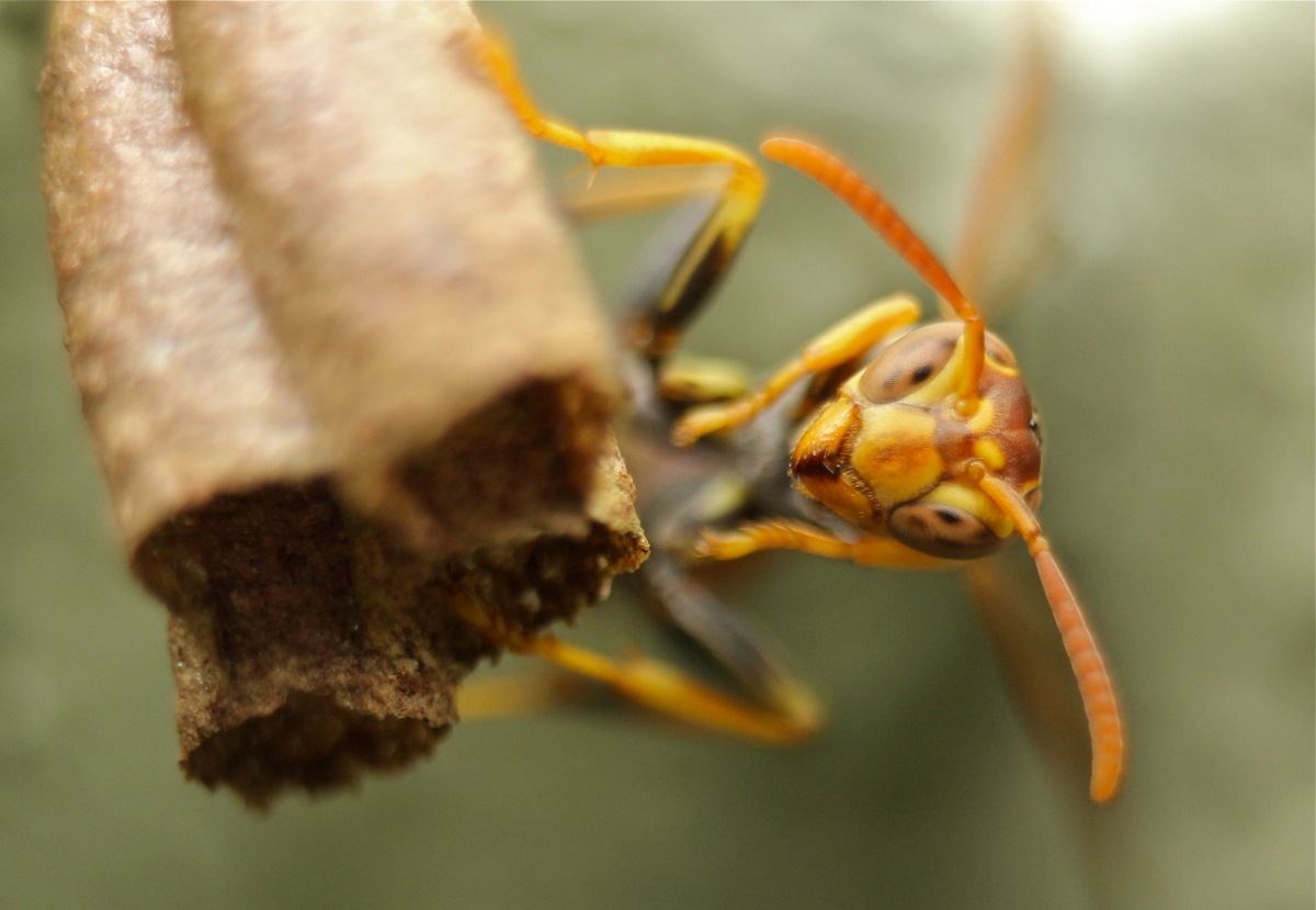 Eye contact with a wasp