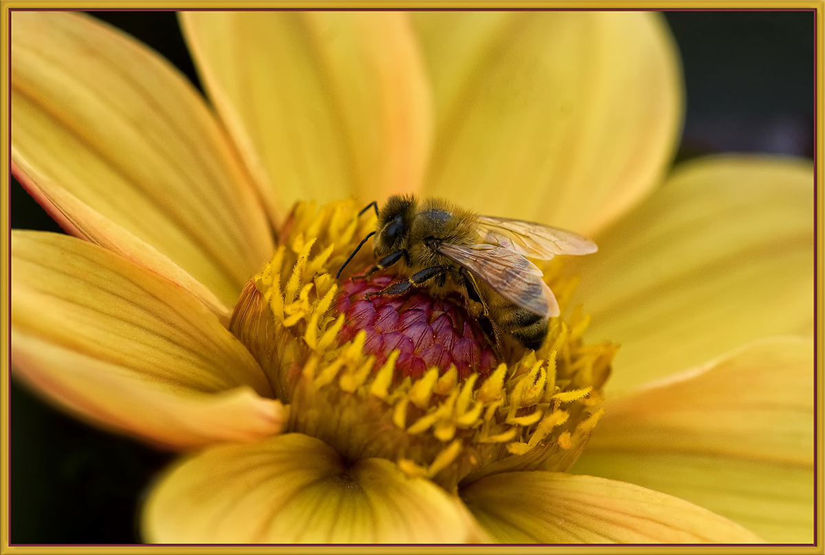 Mellow Yellow
