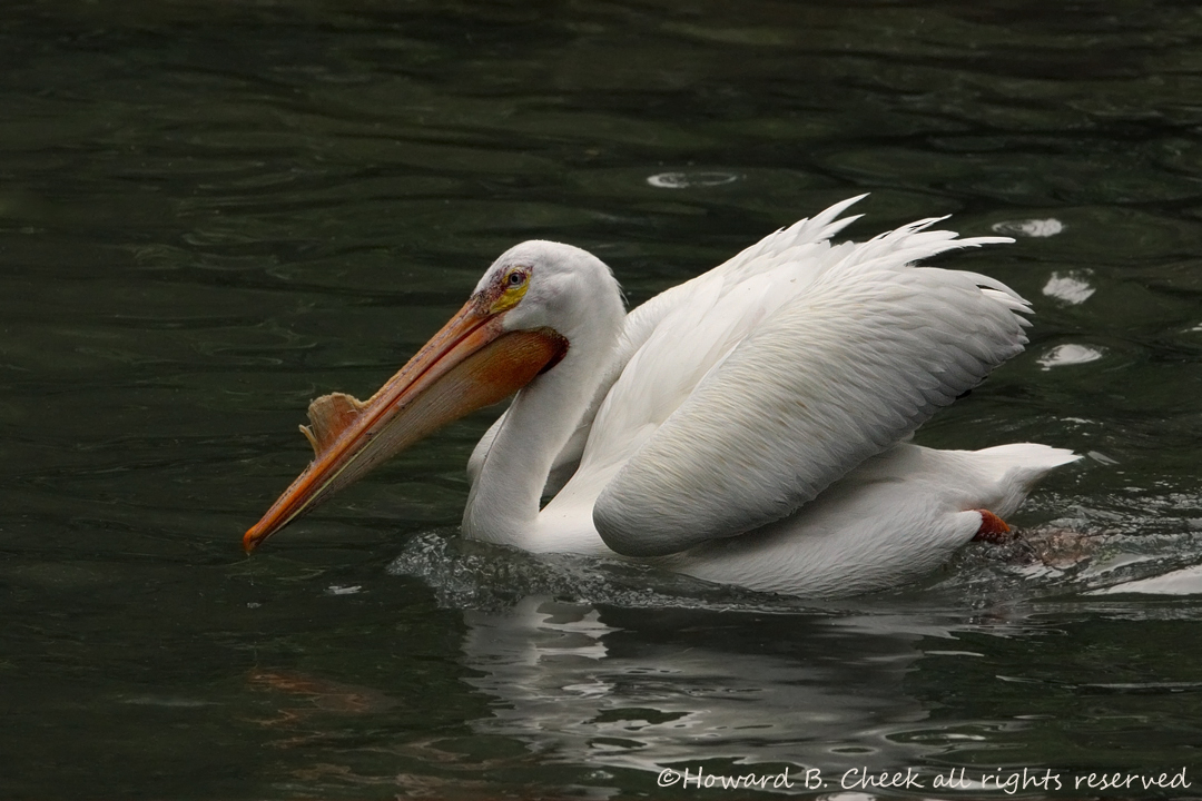 White Pelican