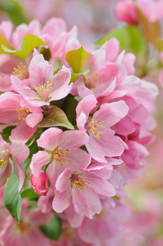 Malus blossoms