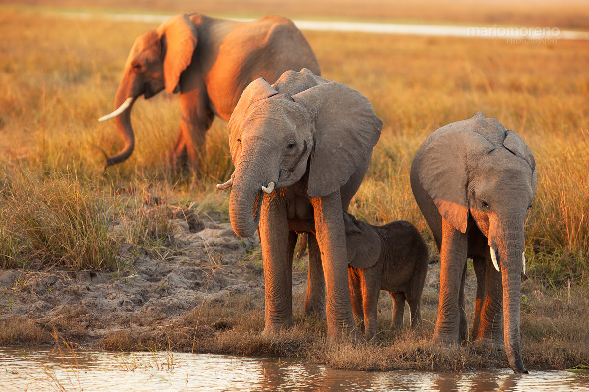 Chobe Sunset Gathering