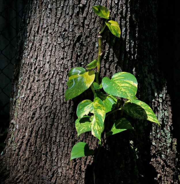 Tree vs plant textures + additions