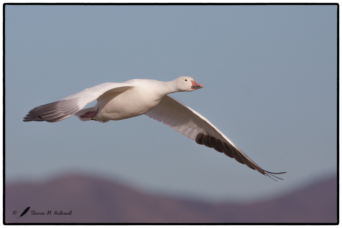 Bosque Snow Goose