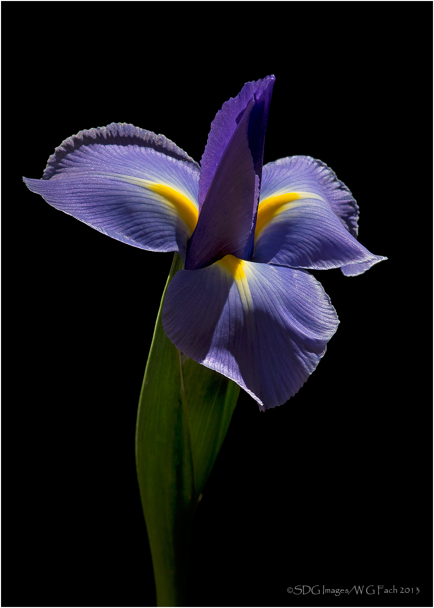 Solitaire