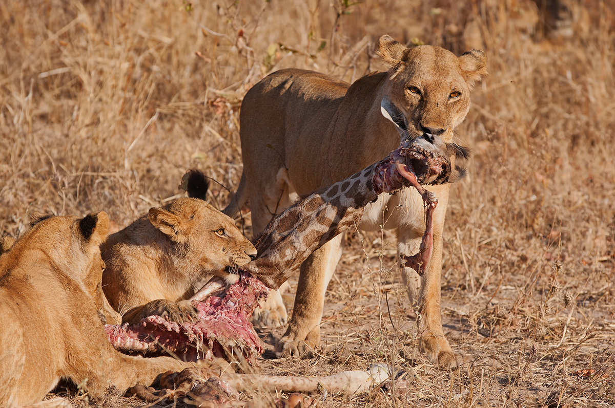 Giraffe Feast