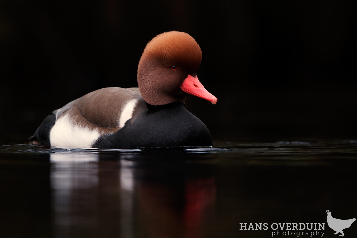 Avian - 2nd HM