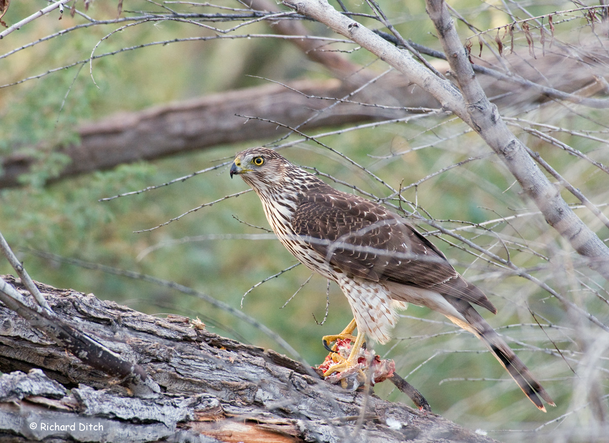 Cooper's Hawk