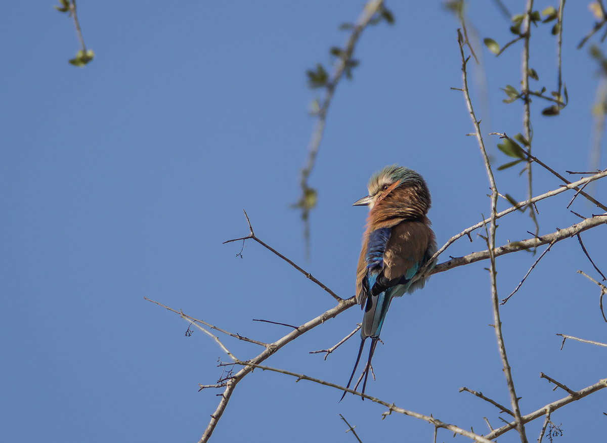 Lilac breasted roller