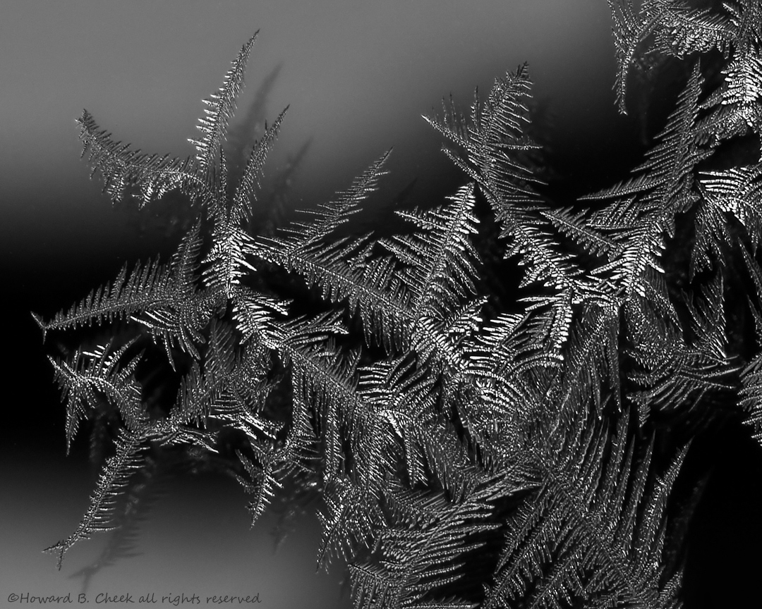 Silver Ice Ferns