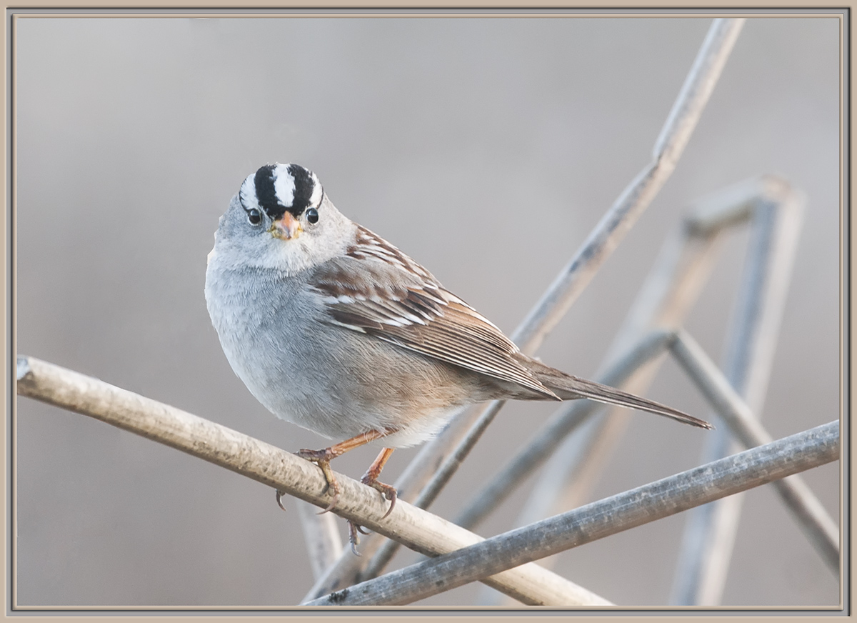 White-Crowned Sparrow