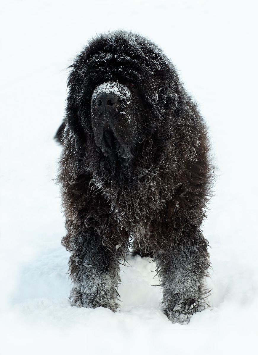 Snow Dog