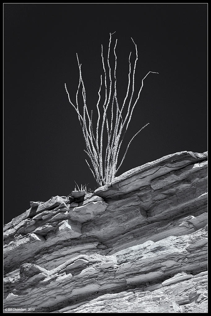Ocotillo on Ledge