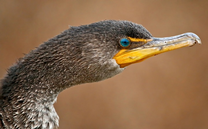 Cormorant portrait