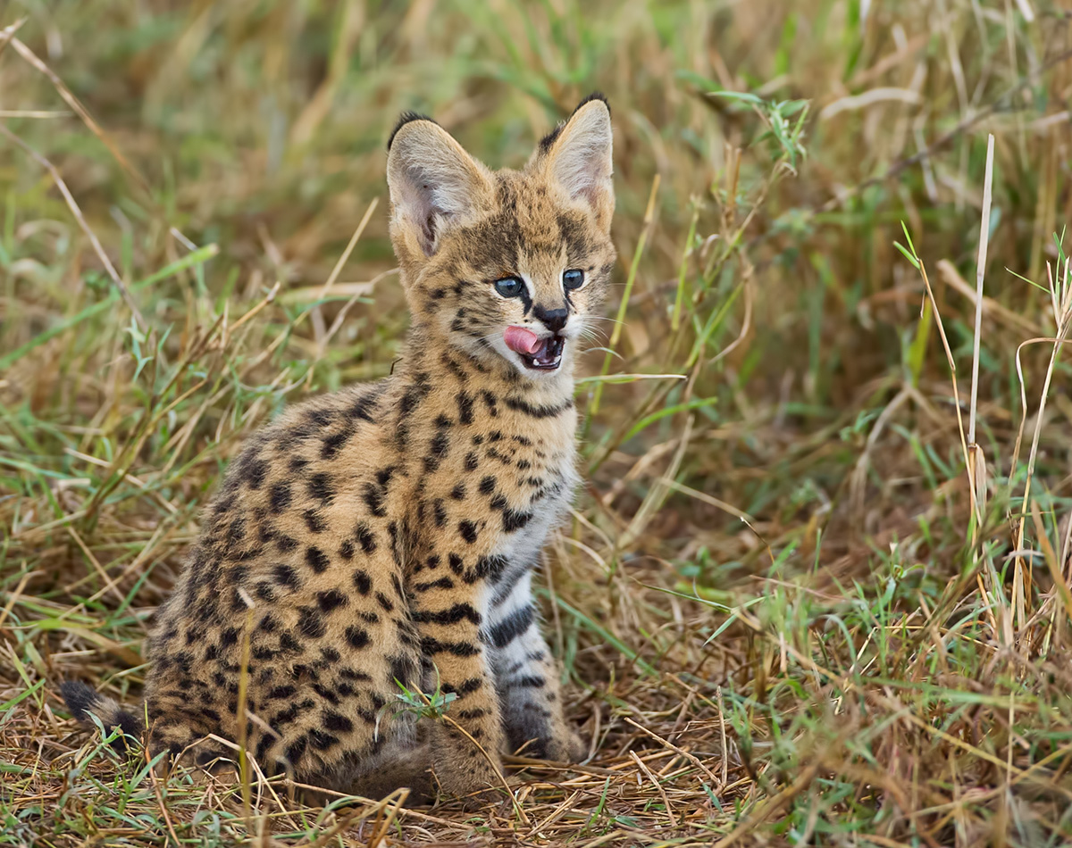 Serval Cub