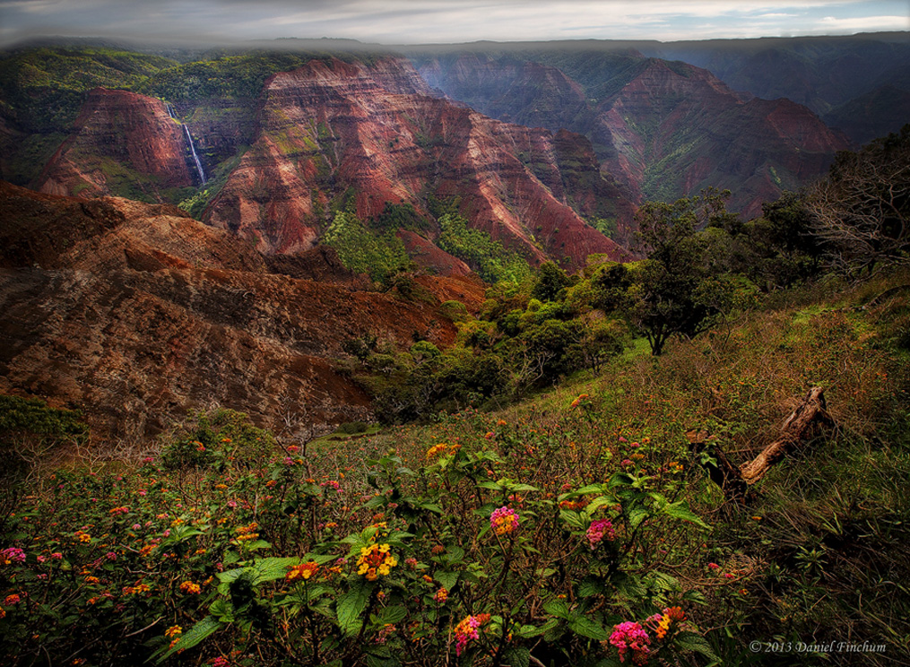 Waimea Flowers
