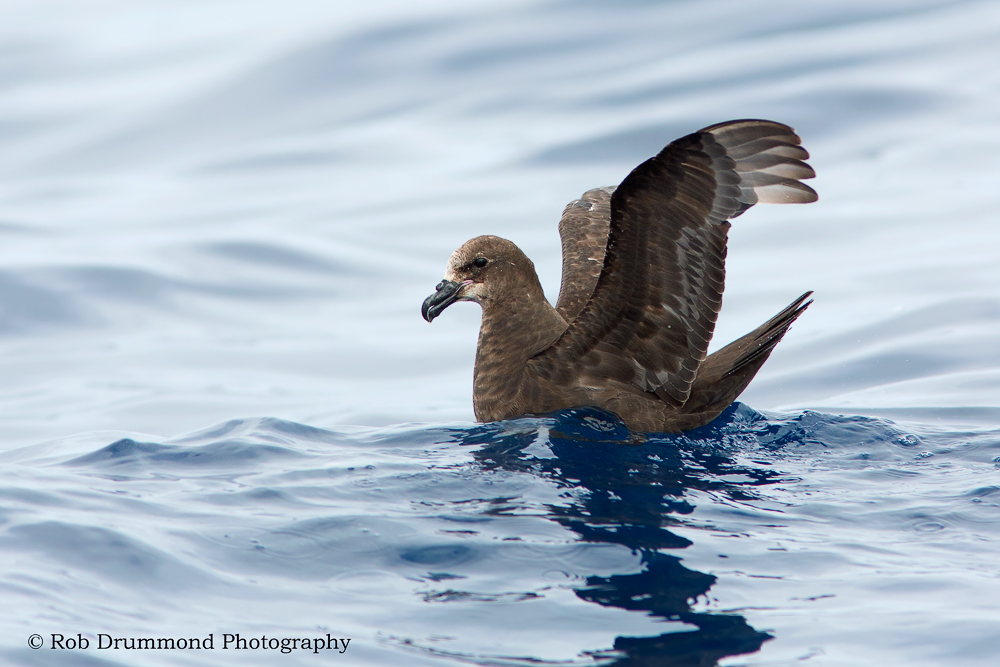 Great-winged Petrel