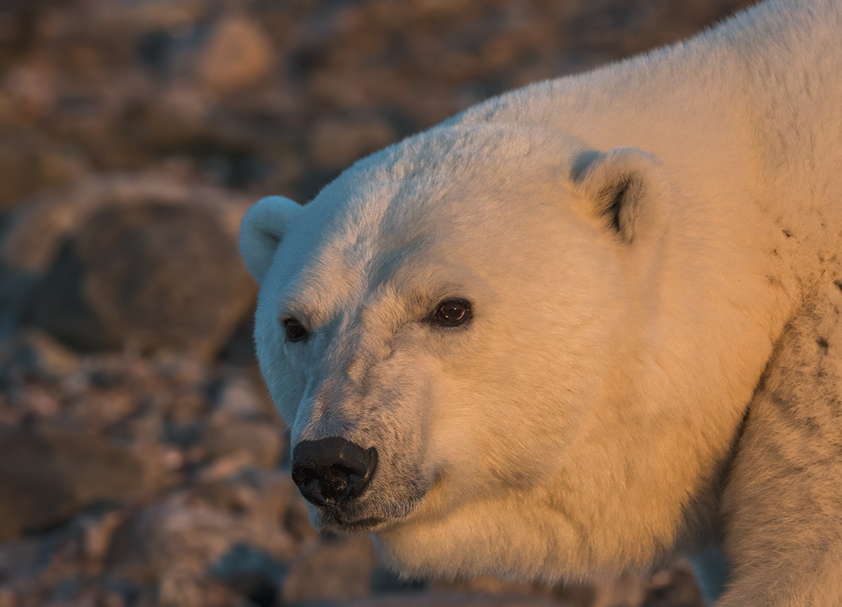 Bear Face