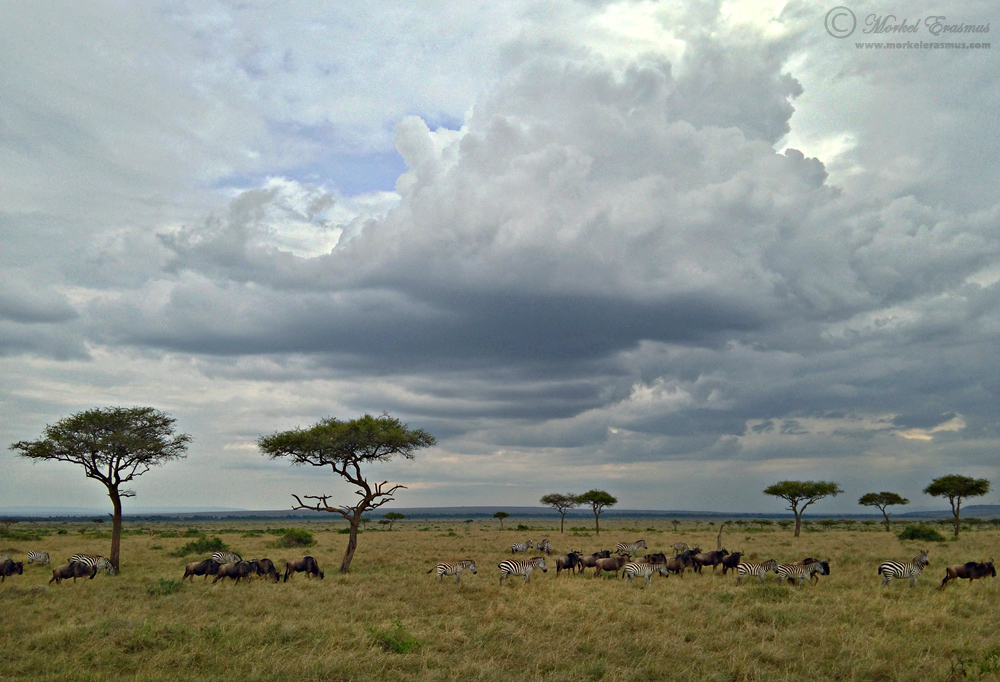 Masai Mara Phonescape