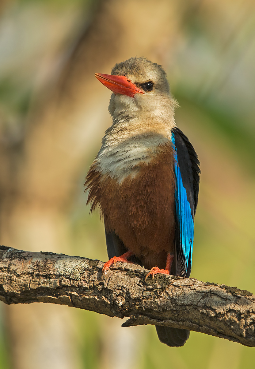 Grey Headed Kingfisher