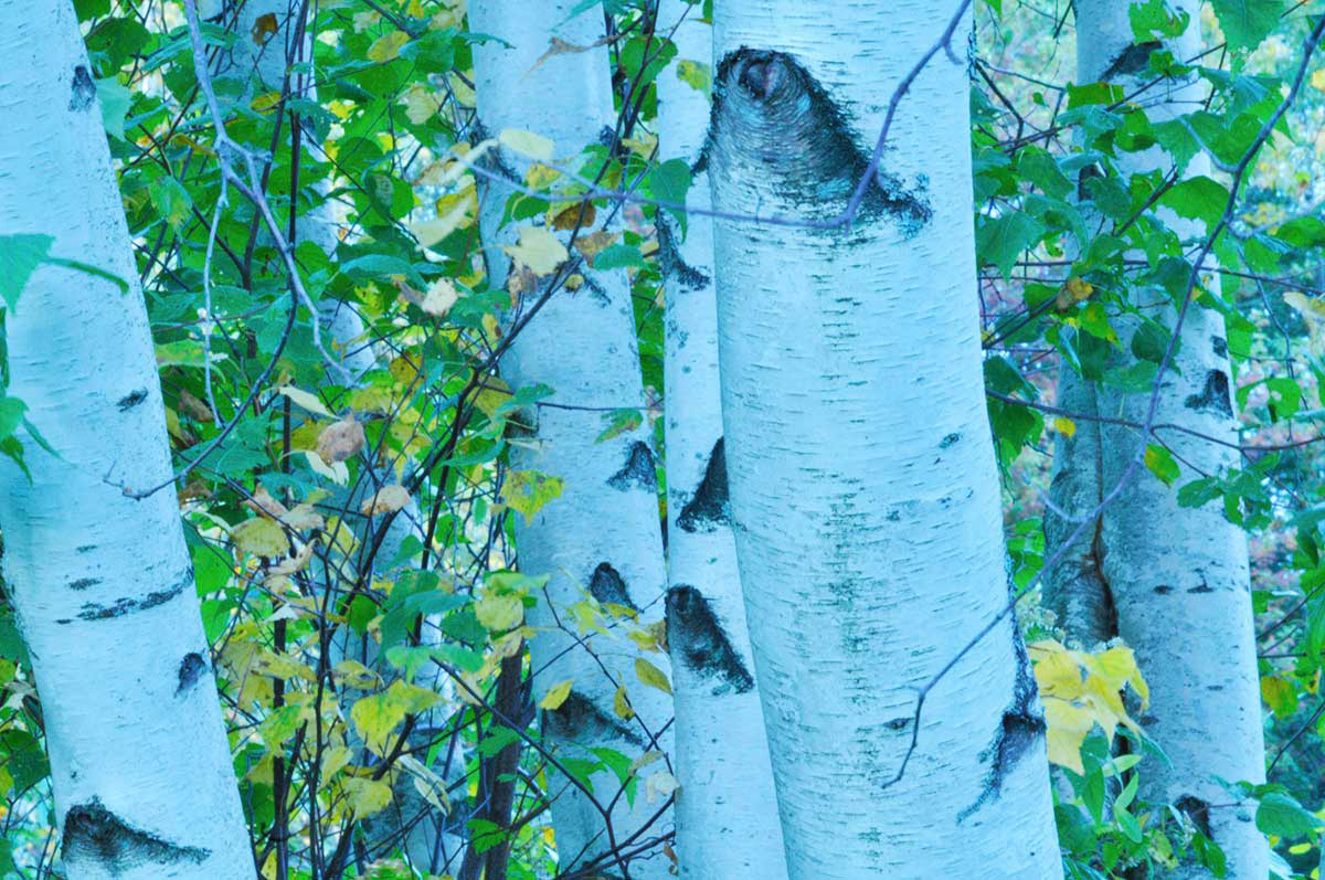 Birch Trees