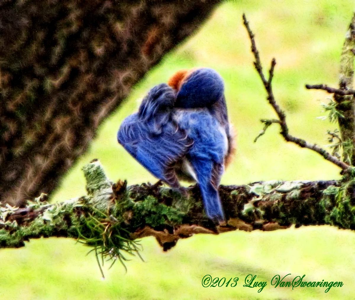 Preening Bluebird