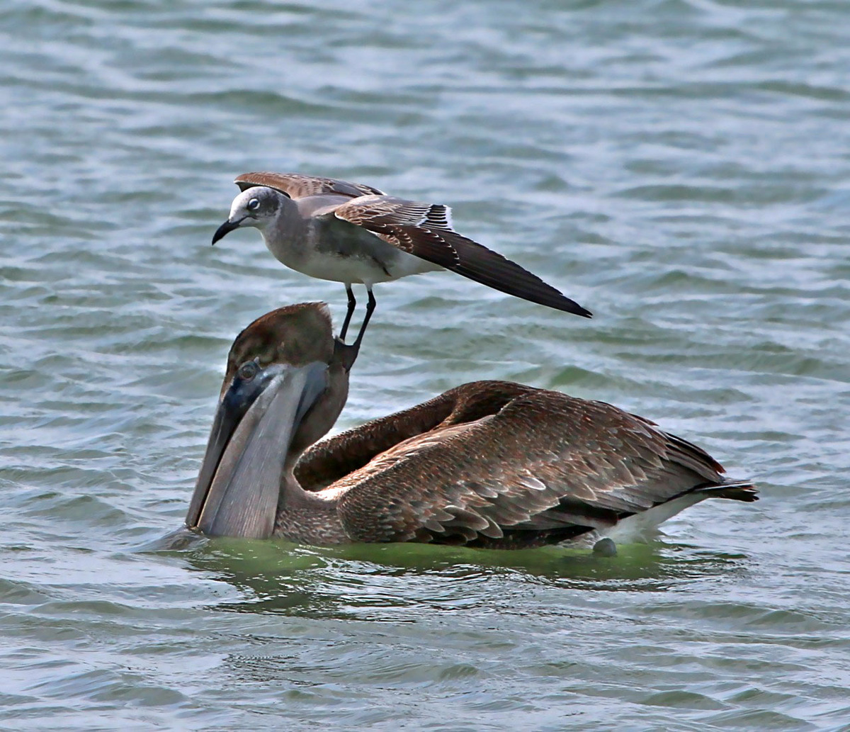 Seagull perch