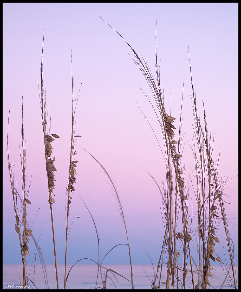 Sea Oats and Pink Sky