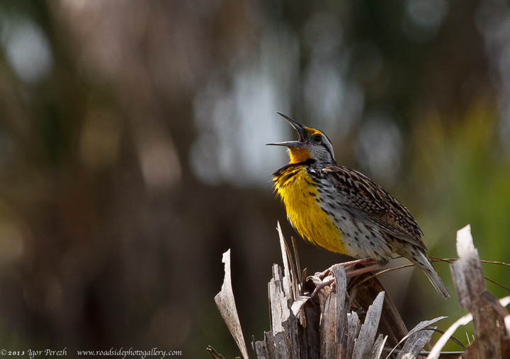 The singer