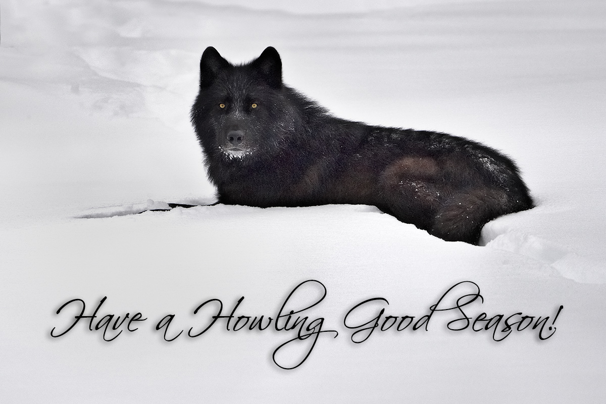 Have a Howling...