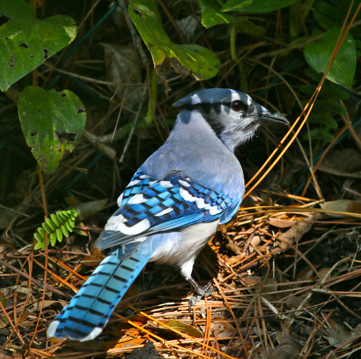 Back Yard Blue Jay