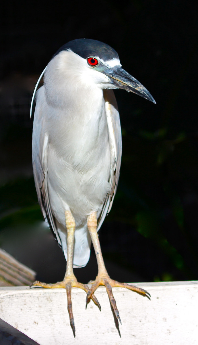 Night Heron + addition