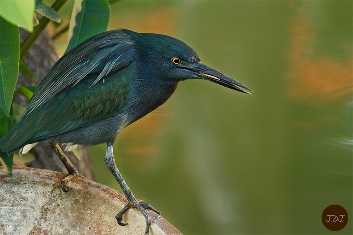 Melanistic Green Heron