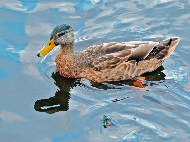 Duck & Turtle + addition