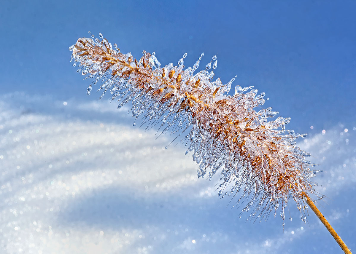 Crystal seedhead