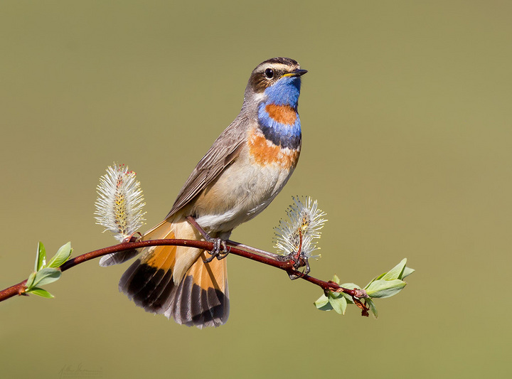 Bluethroat from Nome