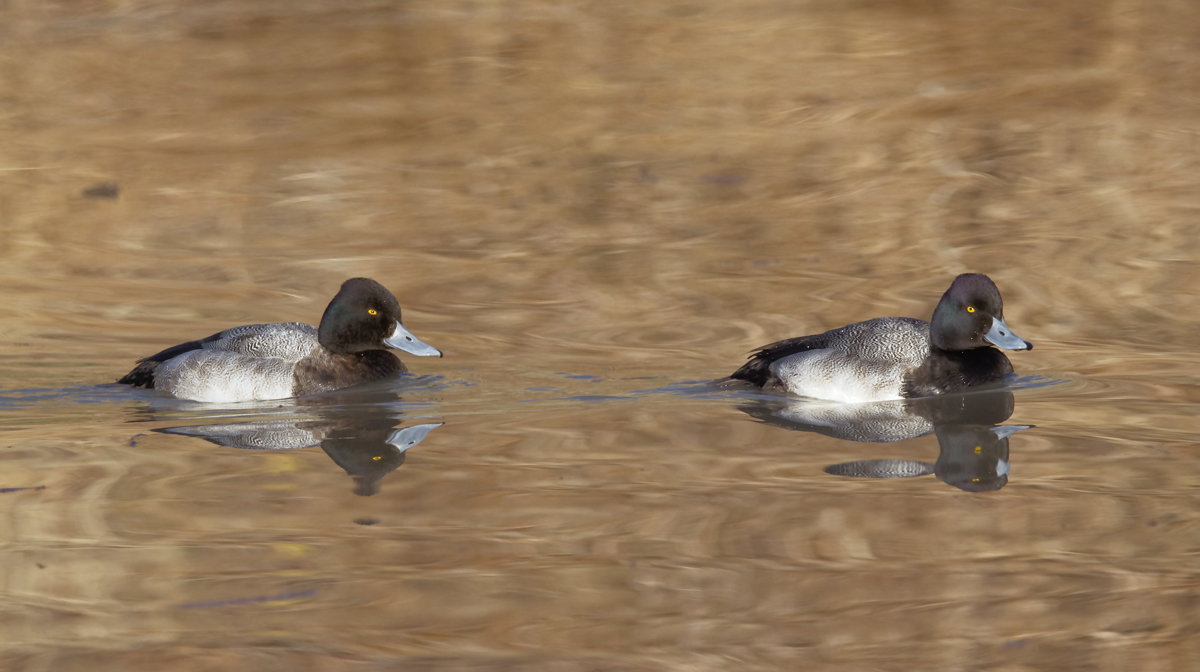 Double Scaup