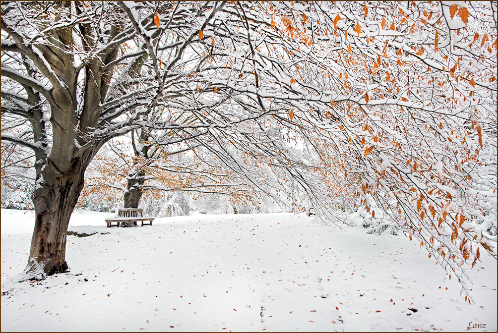 Beech Trees in Snow