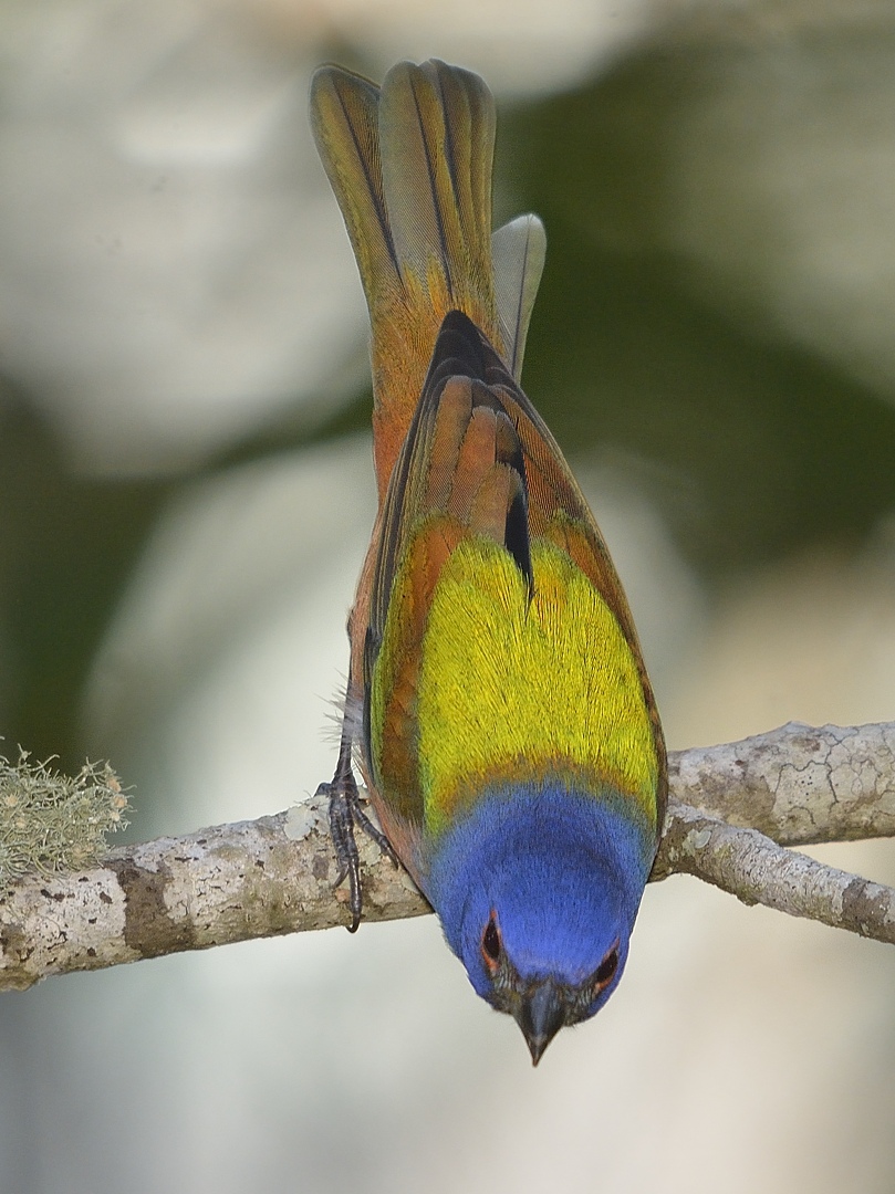 Painted bunting